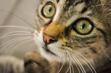 Ev kedisi ağızlık Makro çekim