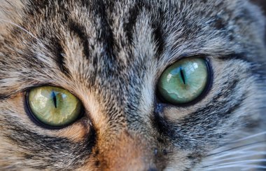 Ev kedisi ağızlık Makro çekim