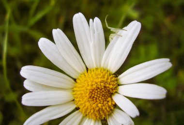 Blooming white camomile close-up with a spider clipart