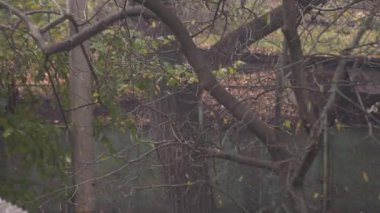 Duman ve düşen ginkgo biloba yaprakları