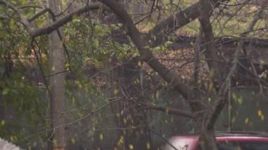 Düşen ginkgo biloba yaprakları ve geçen trafik manzarası