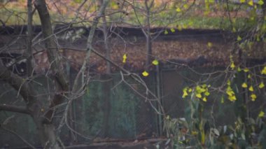 Düşen ginkgo biloba yaprakları ve geçen trafik manzarası