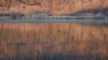 Büyük karabatak Phalacrocorax karbonhidrat kış gölünde