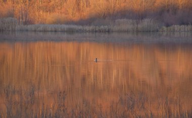 Büyük karabatak Phalacrocorax karbonhidrat kış gölünde