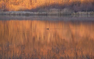 Büyük karabatak Phalacrocorax karbonhidrat kış gölünde