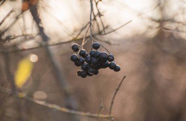 Kış ormanlarında ligustrum vulgare meyveleri