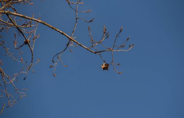 Dev bir meşenin son yaprağı.