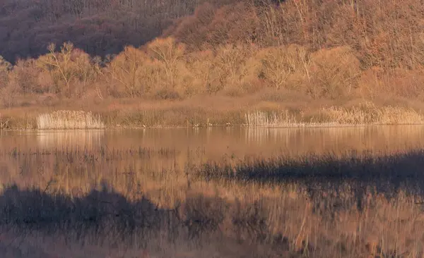 Büyük karabatak Phalacrocorax karbonhidrat kış gölünde