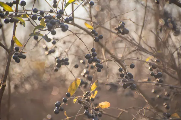 Kış ormanlarında ligustrum vulgare meyveleri