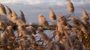 Gölde sazlıklar olan bir kış manzarasının zaman aşımı