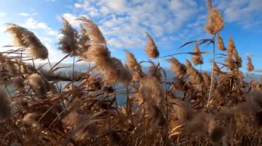 Gün batımında kış gölünde kabarık sazlar.
