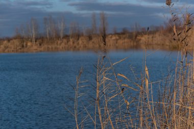 Gün batımında kış gölünde kabarık sazlar.