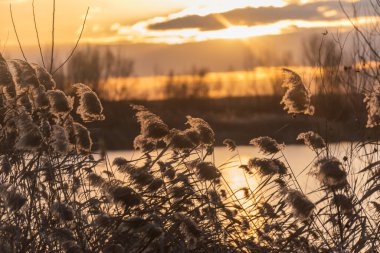 Gün batımında kış gölünde kabarık sazlar.
