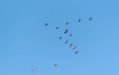 Mavi kış gökyüzündeki turnaların anahtarı.