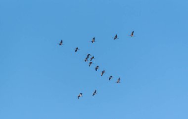 Mavi kış gökyüzündeki turnaların anahtarı.