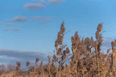 Gün batımında kış gölünde kabarık sazlar.