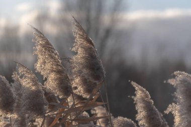 Gün batımında kış gölünde kabarık sazlar.