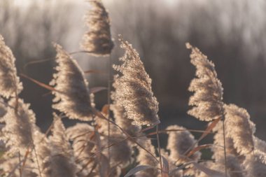 Gün batımında kış gölünde kabarık sazlar.