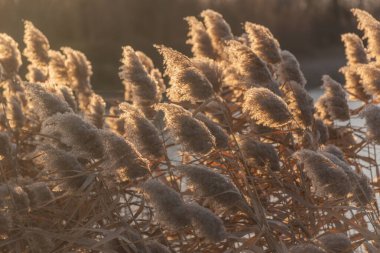 Gün batımında kış gölünde kabarık sazlar.