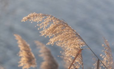 Gün batımında kış gölünde kabarık sazlar.
