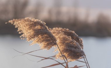 Gün batımında kış gölünde kabarık sazlar.