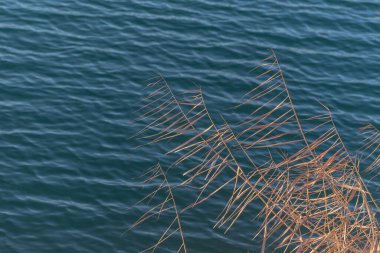 Gün batımında gölün kıyısında kuru sazlıklar.