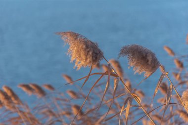 Gün batımında kış gölünde kabarık sazlar.