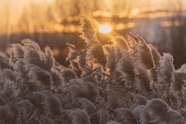 Gün batımında kış gölünde kabarık sazlar.