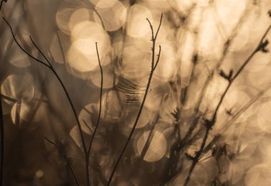 Asclepias syriaca 'nın kuru tohumları