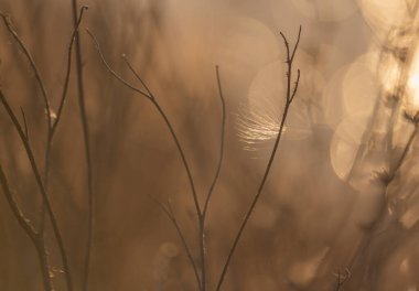Asclepias syriaca 'nın kuru tohumları