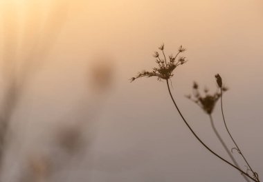 Bir kış gölünün kıyısında Daucus carota