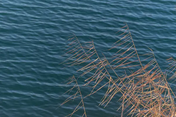 Gün batımında gölün kıyısında kuru sazlıklar.