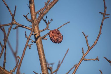 Kışın dalda çürük elmalar