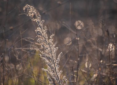 Echium vulgare L. Kış çayırında