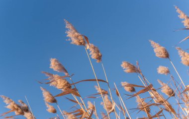 Kuvvetli bir rüzgarda kabarık sazlıklar