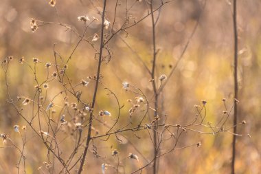 Jacobaea erucifolia Kış çayırında