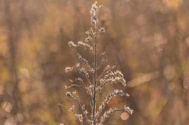Echium vulgare L. Kış çayırında