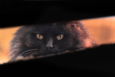 Pusuda bekleyen tüylü bir evcil kedinin portresi.