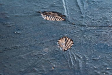 Buz içinde düşen yapraklar.