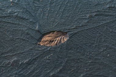 Buz içinde düşen yapraklar.