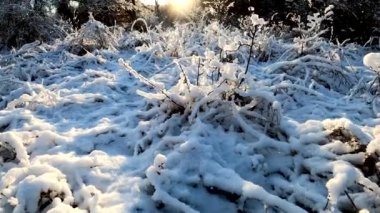 Gün batımında dağdaki kış ormanında
