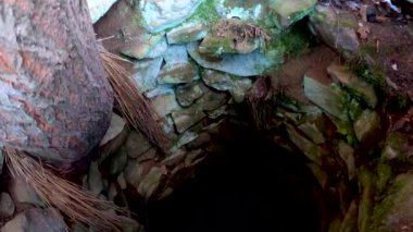 Ağaç terk edilmiş eski bir kuyuda büyüdü.