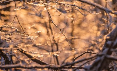 Güneşli bir kış gününde bir ağacın dallarında buz