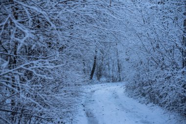 Gün batımında dağdaki kış ormanında