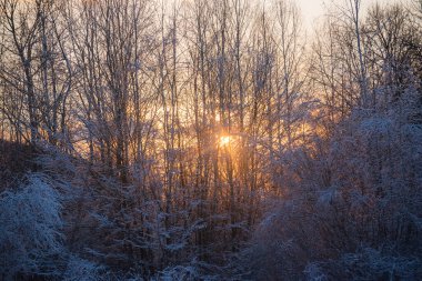 Gün batımında dağdaki kış ormanında