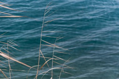Kış gölünde kuru sazlıklar.