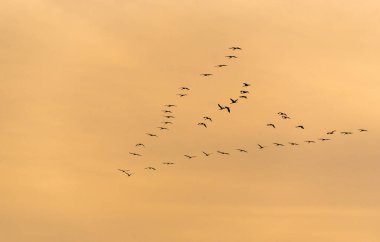 Günbatımındaki turnaların anahtarı Kış gökyüzünde