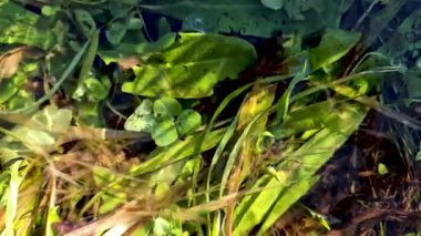 Ormanda güneşli bir günde temiz bir dere.