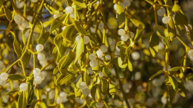 Colorful mistletoe on an old tree clipart