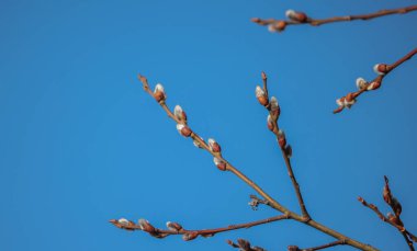 Dağ bahar ormanında filizlenen bir ağaç dalı.